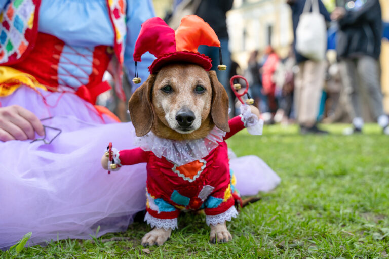 Puppy Parade