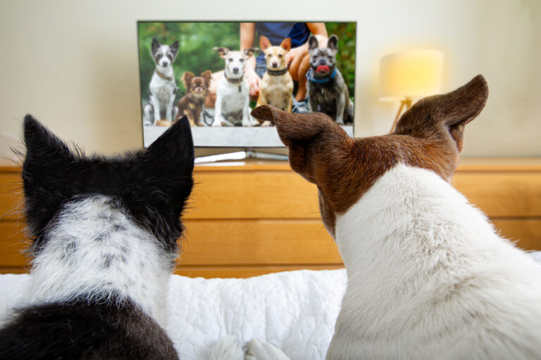 Top Dog-Friendly Shows