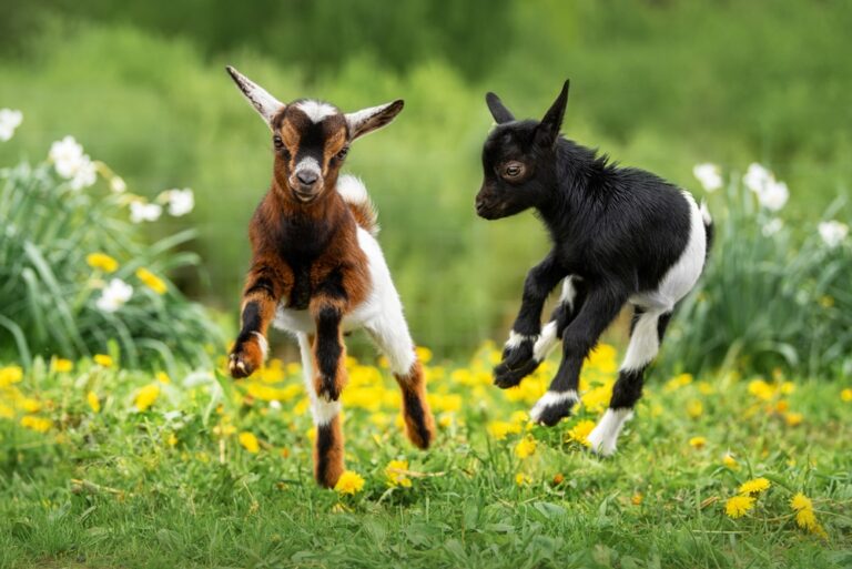 Adorable Goats