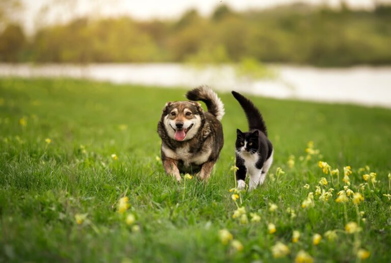 Pawsitive TV Picks