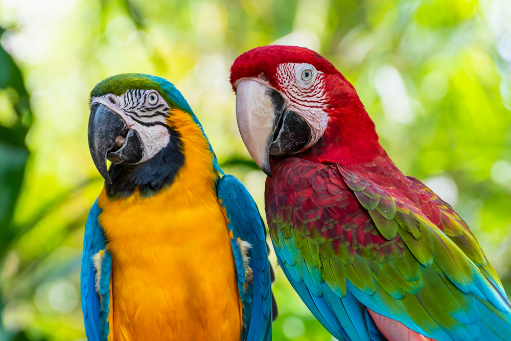 Delight in Nature: Stunningly Beautiful Animal Wonders