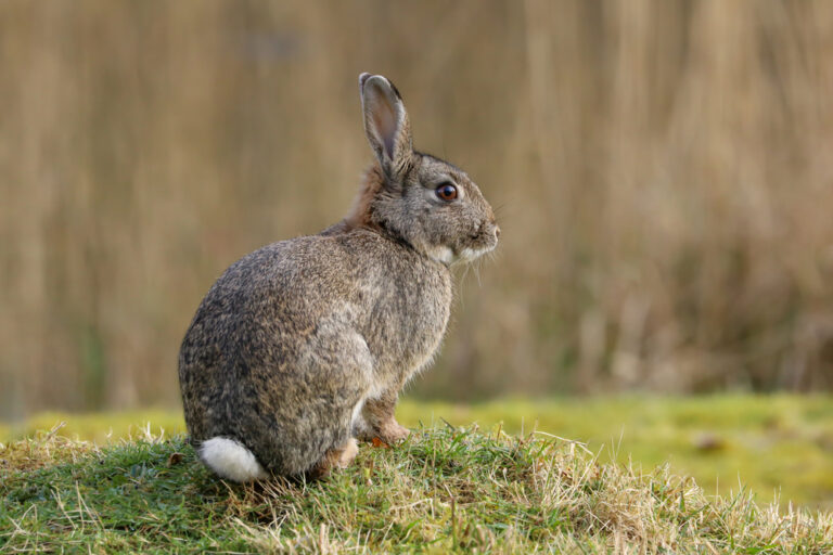 Top 10 Prey Animals