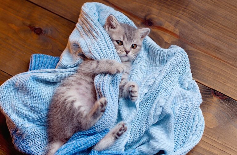 Adorable Kittens