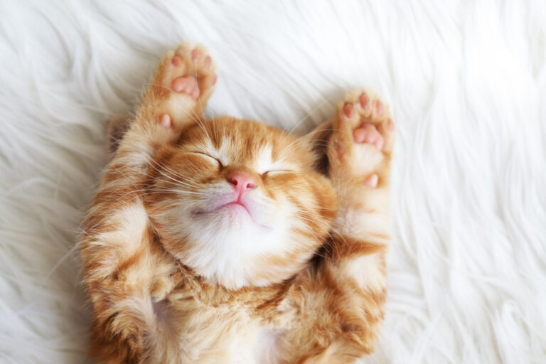Adorable fluffy baby animals
