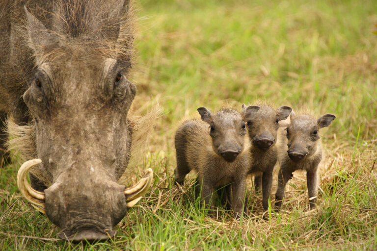 Baby Warthog