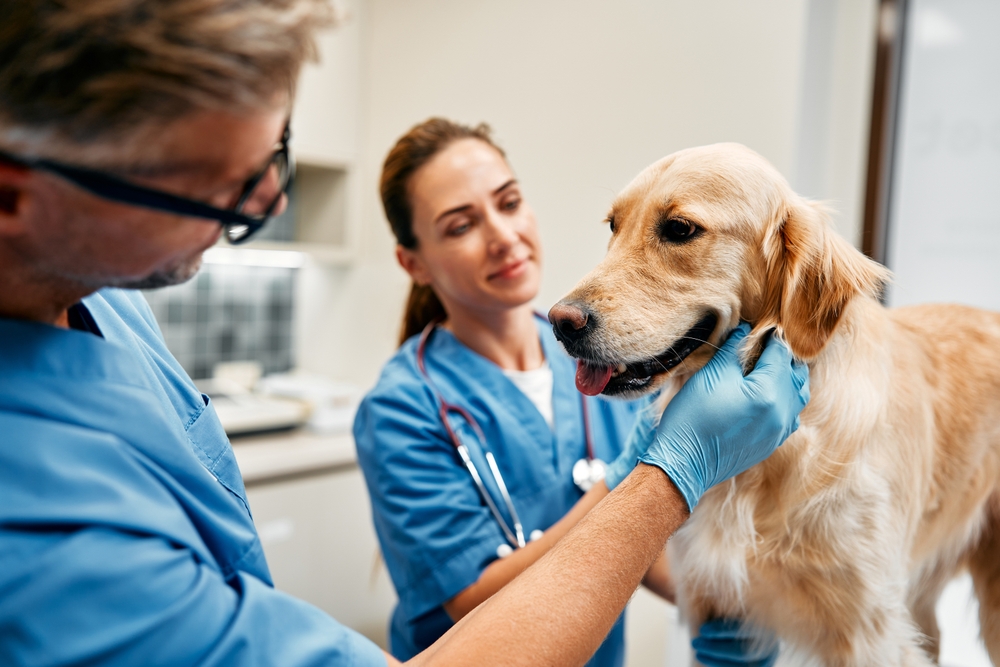 Dr. Jeff Young: Inspiring Care for All Pets