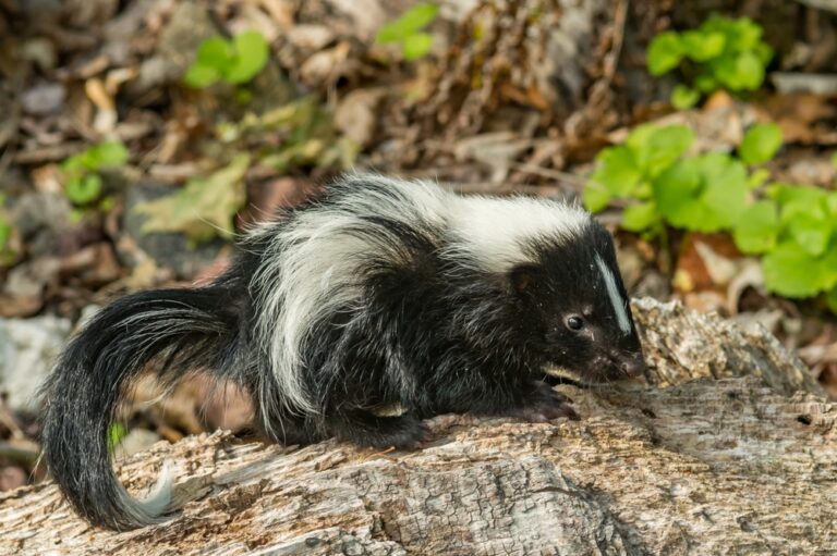 Charming Skunk