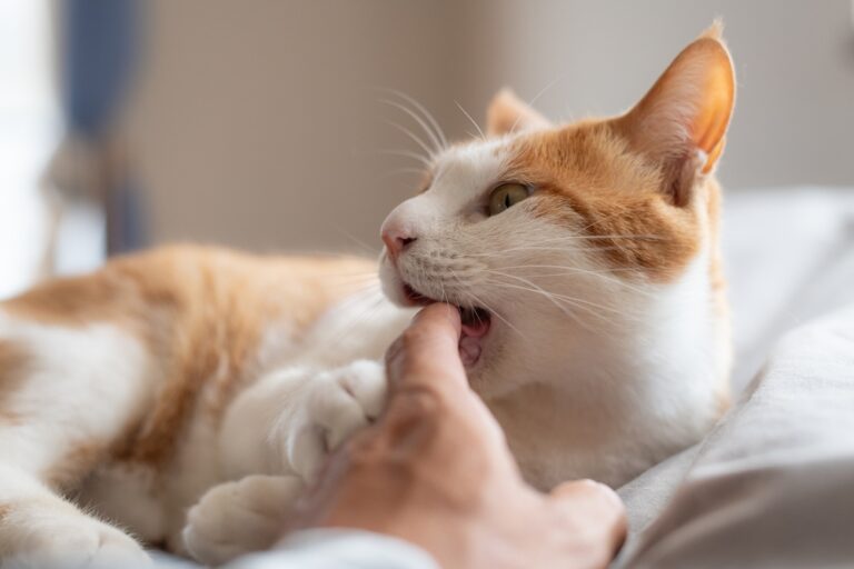 Love bites in cats