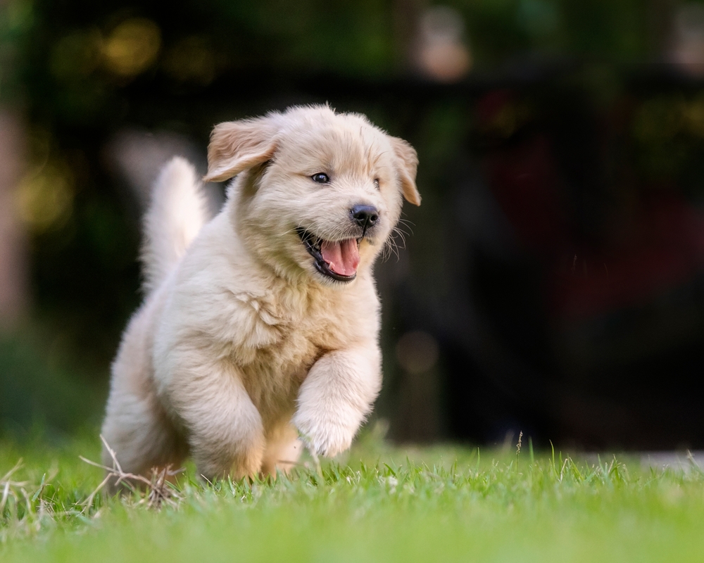 Adorable Puppies: Heart-Melting Moments Captured