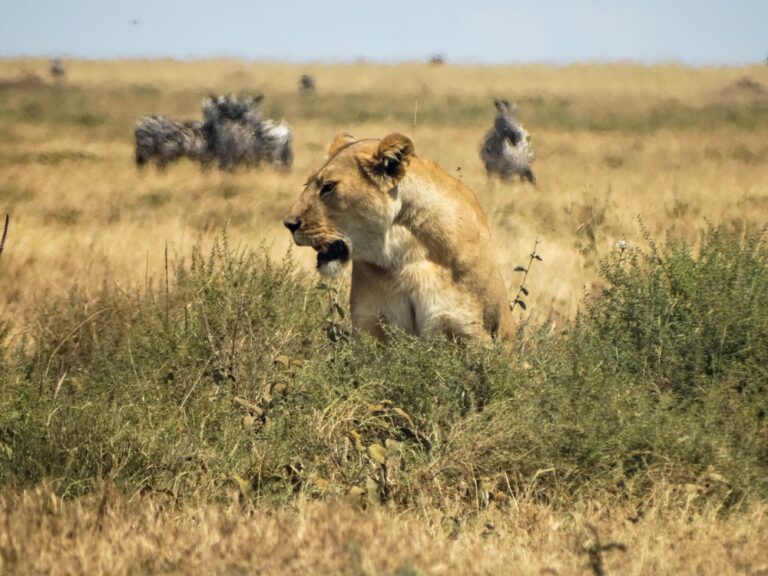 The art of animal prey