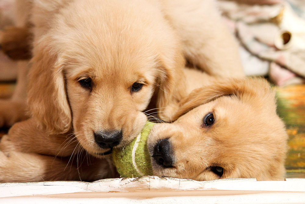 Delighting Hearts: The Irresistible Cuteness of Puppies