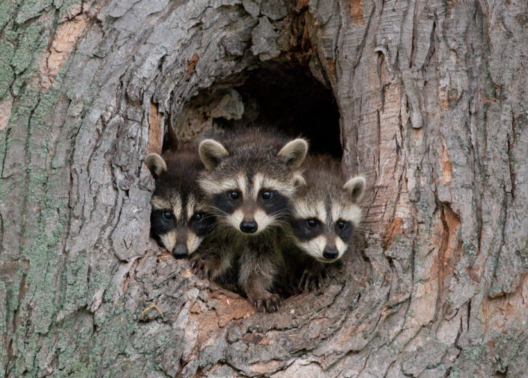 Most Adorably Cute Creatures