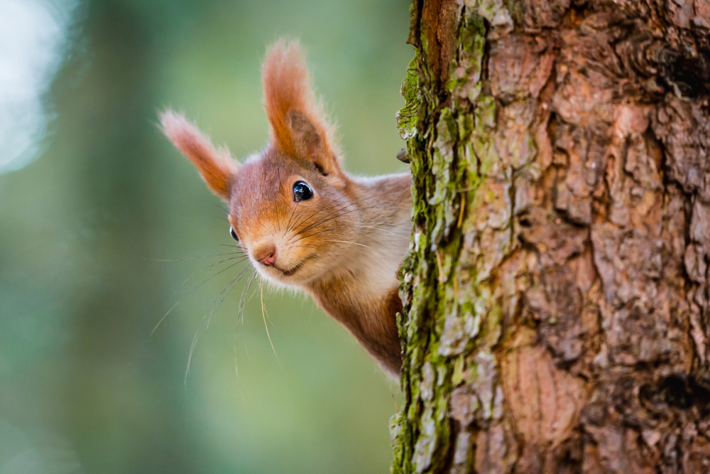 Adorable Animals Captivating Cuteness in Nature